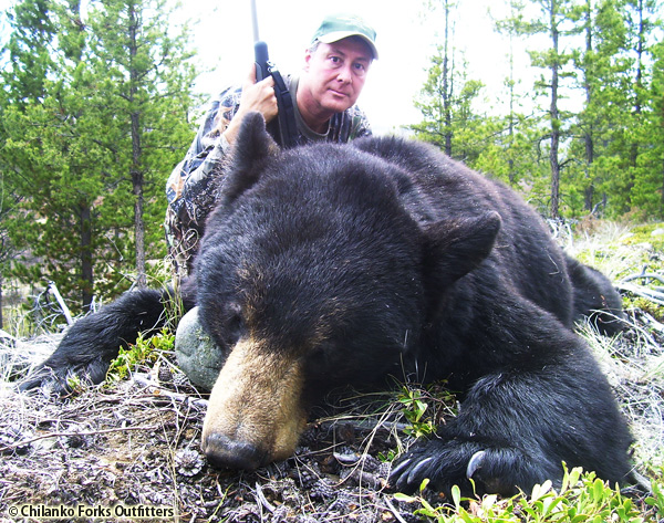 Mark Laughman - black bear, 2011
