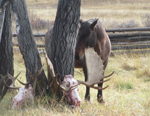 Rocko & antlers