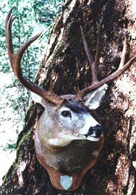 Taxidermy: Deer Mount