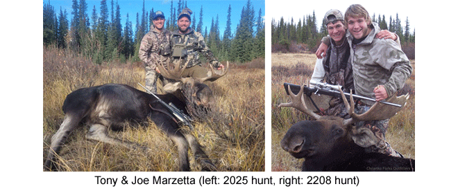 Mule deer